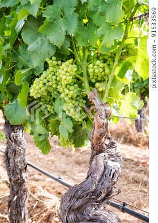 Bunches of grapes on the plant during the closing phase. Agriculture. 91533569