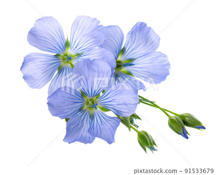 Flax flowers isolated on white background. Blue common flax, linseed or linum usitatissimum. 91533679