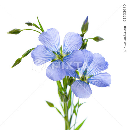Flax flowers isolated on white background. Bouquet of blue common flax, linseed or linum usitatissimum. Flax flowers isolated on white background. Bouquet of blue common flax, linseed or linum usitatissimum. 91533680