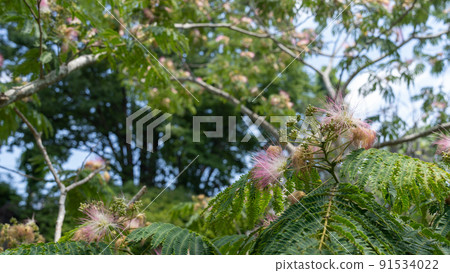 Nemnoki flower Nemnoki flower 91534022