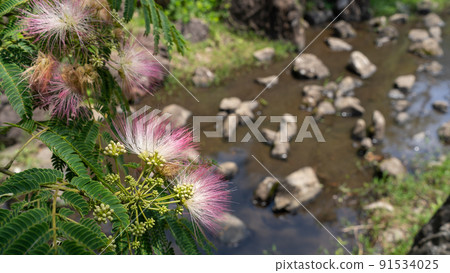 Nemnoki flower Nemnoki flower 91534025