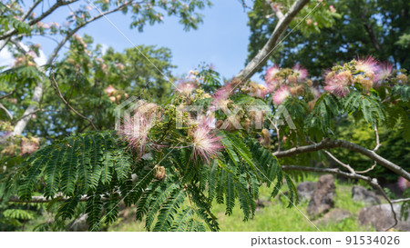 Nemnoki flower 91534026