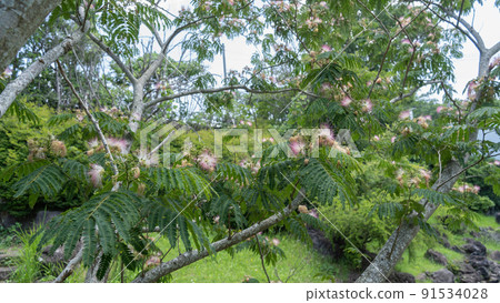 Nemnoki flower Nemnoki flower 91534028