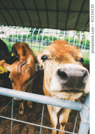 Grazing jersey cow 91534230