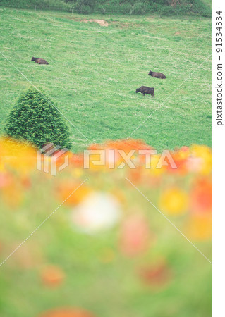 Poppy field Poppy field 91534334