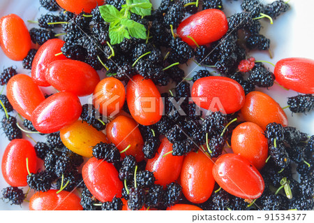 軟糖和桑白皮 軟糖和桑白皮 91534377