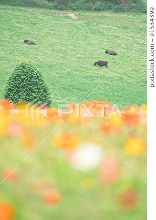 罌粟田 罌粟田 91534399