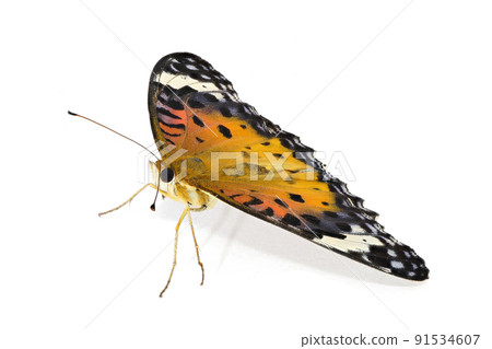 [Indian Fritillary] (Depth synthesis) 91534607