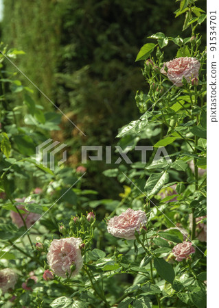 Pink roses in the park that bloom in early summer Pink roses in the park that bloom in early summer 91534701