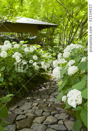 安娜貝爾的小直徑 91534937