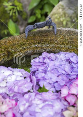 Crab and hydrangea 91534938