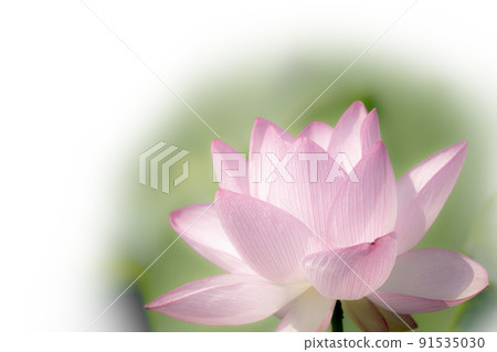 蓮花蓮花蓮花桃花顏色 蓮花蓮花蓮花桃花顏色 91535030