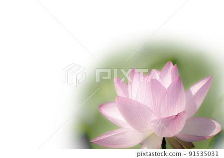 Lotus flower lotus lotus flower peach color Lotus flower lotus lotus flower peach color 91535031