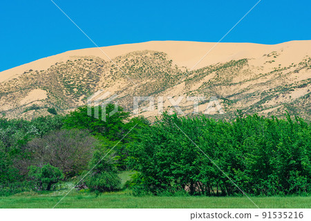 green flowering valley with a large sand dune in the background green flowering valley with a large sand dune in the background 91535216
