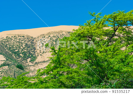 spring desert, green fresh tree foliage in front of the Sarykum sand dune spring desert, green fresh tree foliage in front of the Sarykum sand dune 91535217