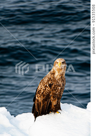 Hokkaido Abashiri Global warming, drift ice and white-tailed eagle 91535508