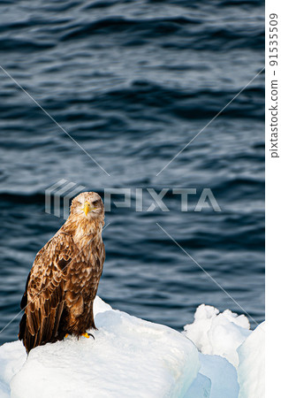 Hokkaido Abashiri Global warming, drift ice and white-tailed eagle Hokkaido Abashiri Global warming, drift ice and white-tailed eagle 91535509