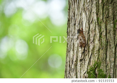 Brown cicada 91535553