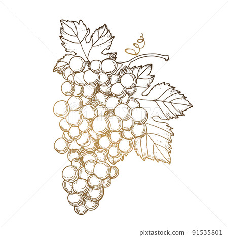 Handmade grapes, berries. Line art gold. Leaves and branches are golden. Vines close-up, leaves, berries. Vintage engraving for designer wine. Black and white pictures on a white background. Handmade grapes, berries. Line art gold. Leaves and branches are golden. Vines close-up, leaves, berries. Vintage engraving for designer wine. Black and white pictures on a white background. 91535801