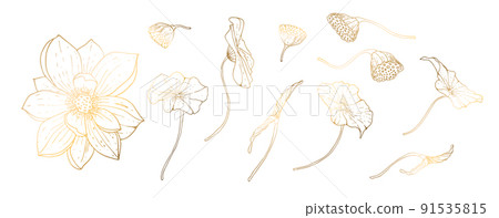 Set, golden lotus flowers isolated on white background. Golden handmade flower. Vector illustration. For greeting cards and wedding invitations, birthday, Valentine s Day, Mother s Day and others. Set, golden lotus flowers isolated on white background. Golden handmade flower. Vector illustration. For greeting cards and wedding invitations, birthday, Valentine s Day, Mother s Day and others. 91535815