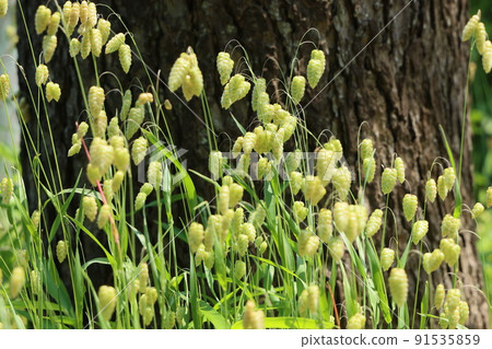 更大的顫抖草 91535859