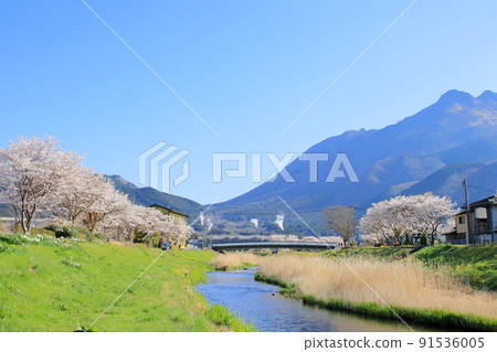 Cherry blossoms along the river Cherry blossoms along the river 91536005