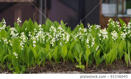 Lily of the valley in full bloom in Motomachi, Hakodate Lily of the valley in full bloom in Motomachi, Hakodate 91536045