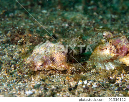 Two little dragonfish 91536112