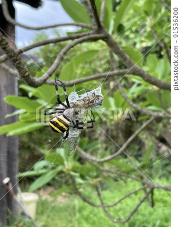 Argiope amoena preying on dragonflies 91536200