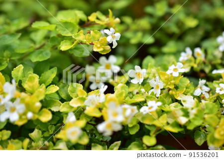 Small and cute white flowers 91536201
