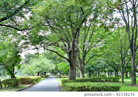 公園步行道 91536234