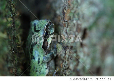 Tree frog that sneaks into a gap in a tree June 91536235