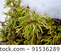 Koyanoman Engusa Snow 91536289