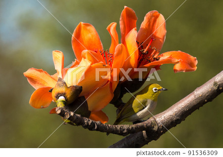 木棉花 木棉花 91536309