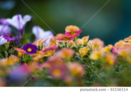 花 花 91536314