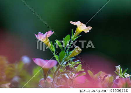 花 花 91536318