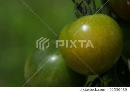 Tomatoes that have begun to color late June Tomatoes that have begun to color late June 91536489