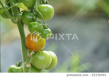 Tomatoes that have begun to color late June Tomatoes that have begun to color late June 91536491
