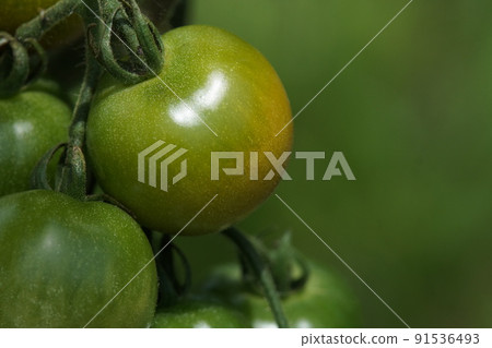 Tomatoes that have begun to color late June Tomatoes that have begun to color late June 91536493