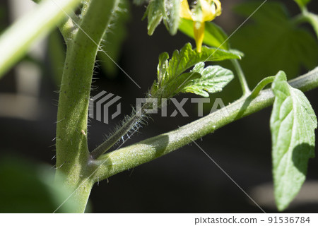 Side buds of tomato 91536784