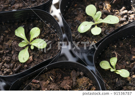Petunia seeded and germinated in a polypot Petunia seeded and germinated in a polypot 91536787