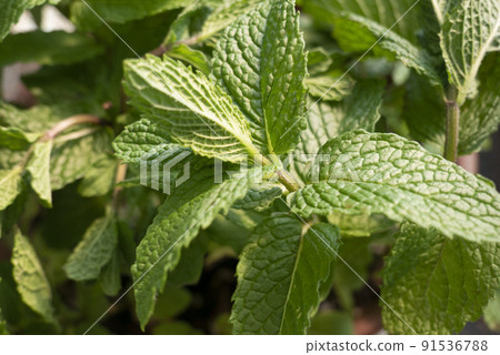 薄荷 薄荷 91536788