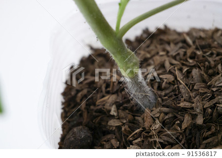 Grafting part of grafted tomato seedlings 91536817