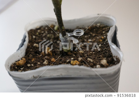 Grafting part of the grafted eggplant seedlings 91536818