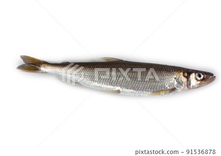 Rainbow smelt (Osmerus mordax) isolated on white. Delicacy 91536878