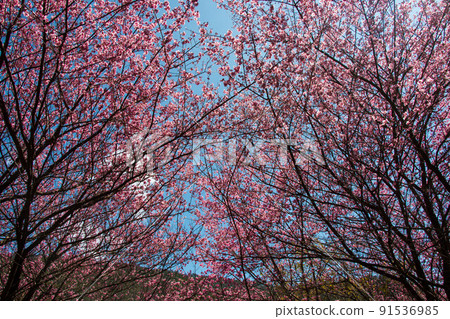 櫻花 91536985