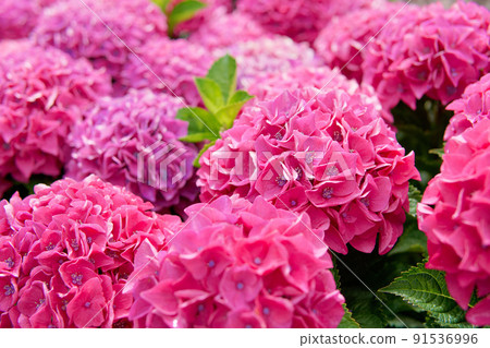 紅色繡球花 紅色繡球花 91536996