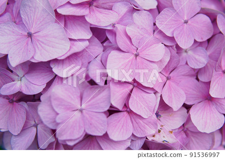 粉紅色的花朵 粉紅色的花朵 91536997