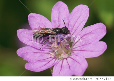 Closeup on a small black scissor bee, Chelostoma campanularum on a purple Geranium pyrenaicum flower Closeup on a small black scissor bee, Chelostoma campanularum on a purple Geranium pyrenaicum flower 91537172