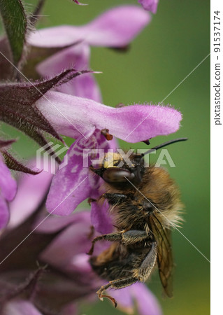 Vertical closeup on a Fork-tailed Flower bee, Anthophora furcata on a purple marsh woundwort flower, Stachys palustris Vertical closeup on a Fork-tailed Flower bee, Anthophora furcata on a purple marsh woundwort flower, Stachys palustris 91537174